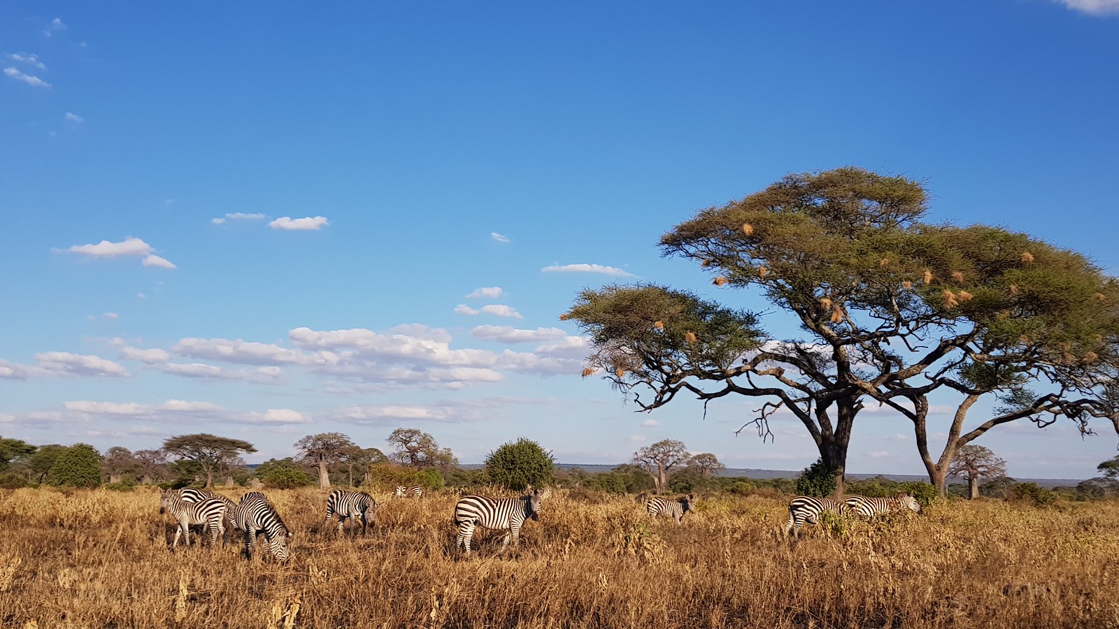 Read more about the article 非洲坦尚尼亞獵遊—Day.2 塔蘭吉雷國家公園 Tarangire National Park