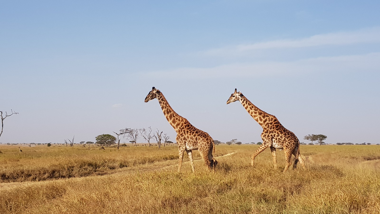 Read more about the article 非洲坦尚尼亞獵遊—Day.6 塞倫蓋提國家公園 Serengeti National Park