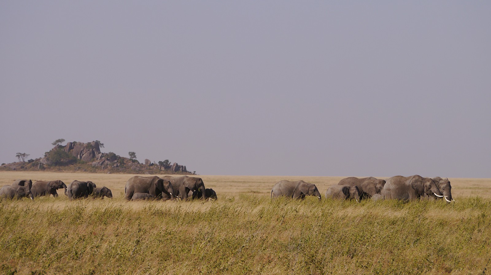 Read more about the article 非洲坦尚尼亞獵遊—Day.7 塞倫蓋提國家公園 Serengeti National Park & 返程